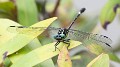 Austrogomphus prasinus male-6